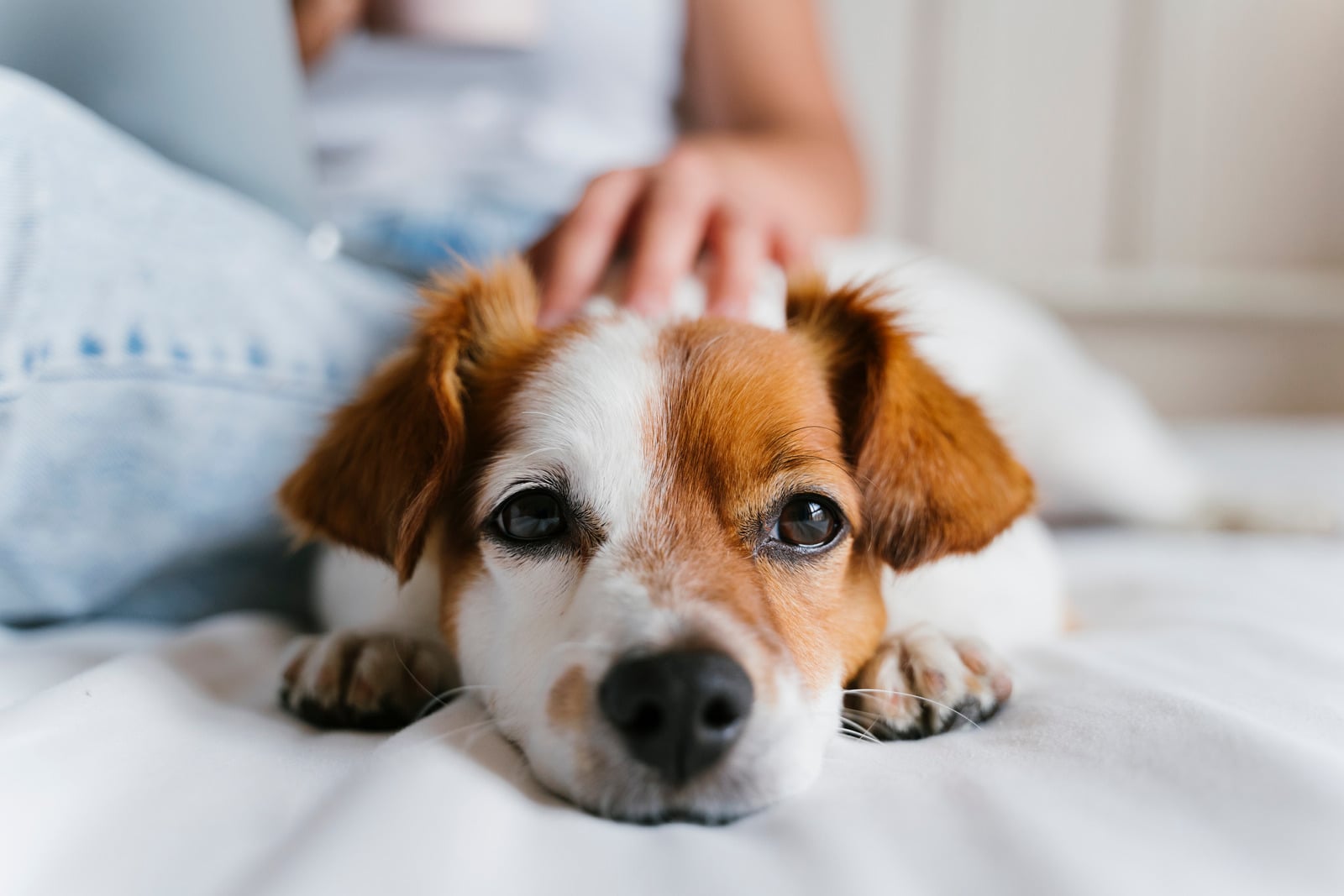 Cachorro deitado na cama recebendo carinho do tutor