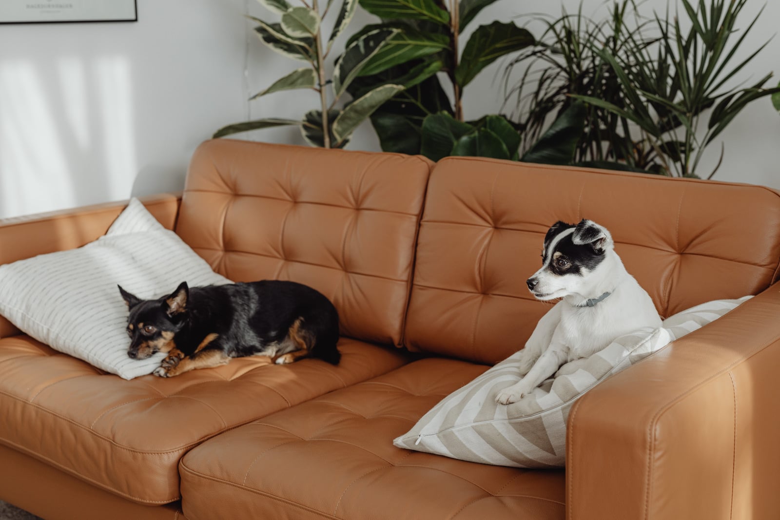 Cachorros descansando confortavelmente no sofá